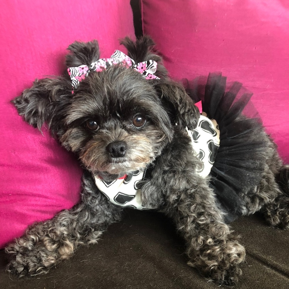 Wag-a-tude xs princess dress for your fur baby.